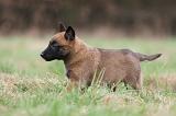 MALINOIS 853